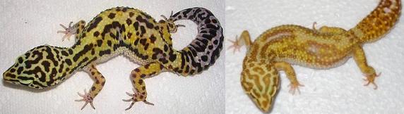 Réussir à enfin trouver sa phase... Gecko leopard F Jungle10