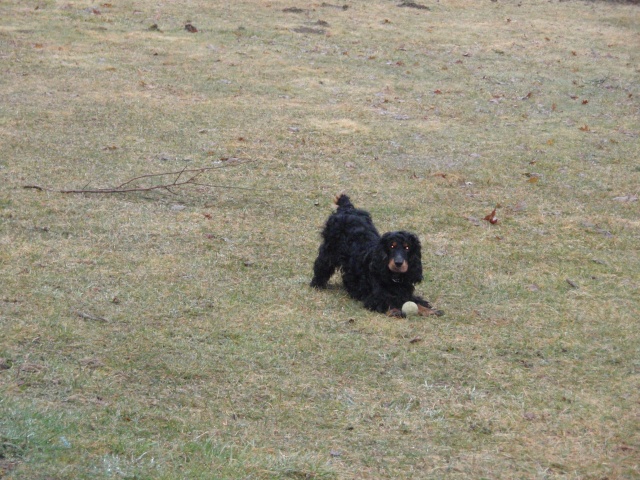 Balou Cocker mâle 5 ans noir et feu, dépt 83   Balou_11