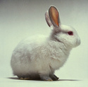 The white rabbit White_10