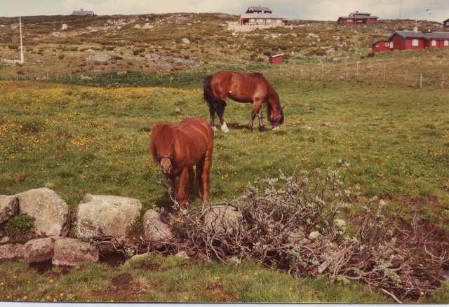 Post pour ces chevaux d'ailleurs...des inconnus juste croisés un jour... Chevod16