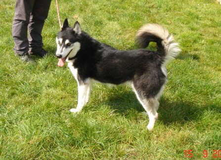 ALASKA , gentil et discret  husky mâle de 4 ans  (21) Photo_10