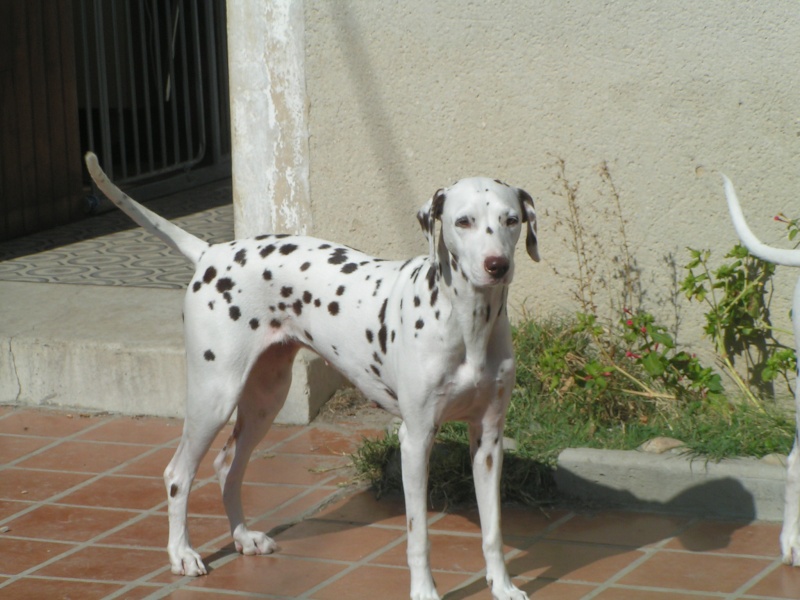 [ADOPTEE]PARIS - dalmatien F - 6 ans - en FA (dpt 13) - asso DalmaSF Paris210