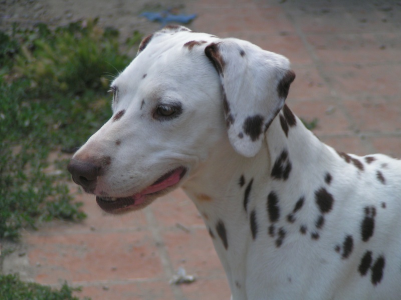  PARIS - dalmatien F - 6 ans - en FA (dpt 13) ADOPTEE Paris_10