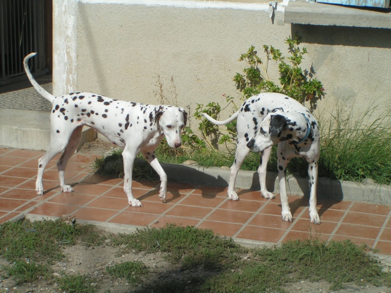  PARIS - dalmatien F - 6 ans - en FA (dpt 13) ADOPTEE Paris_14