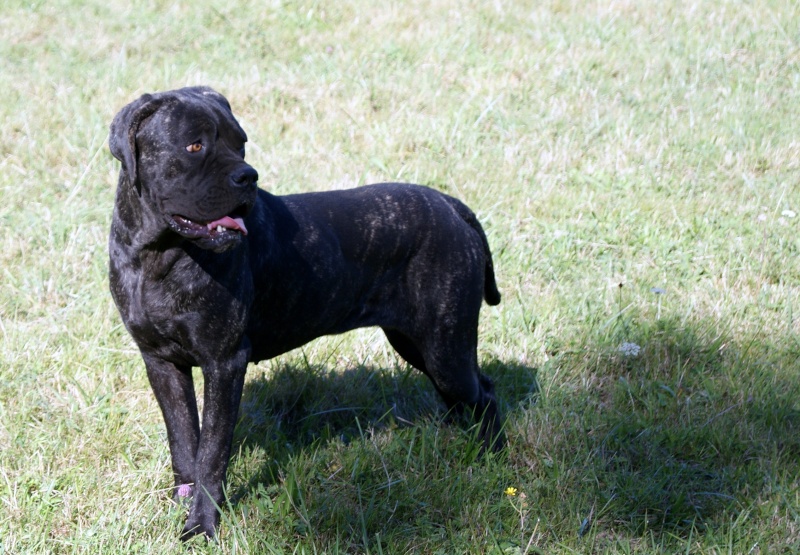 Era, jeune femelle cane corso bringede moins de deux ans (09) Era110