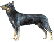 Beauceron Beauceron