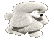 Caniche Caniche
