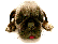 Chiot Chiot