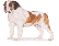 Saint Bernard