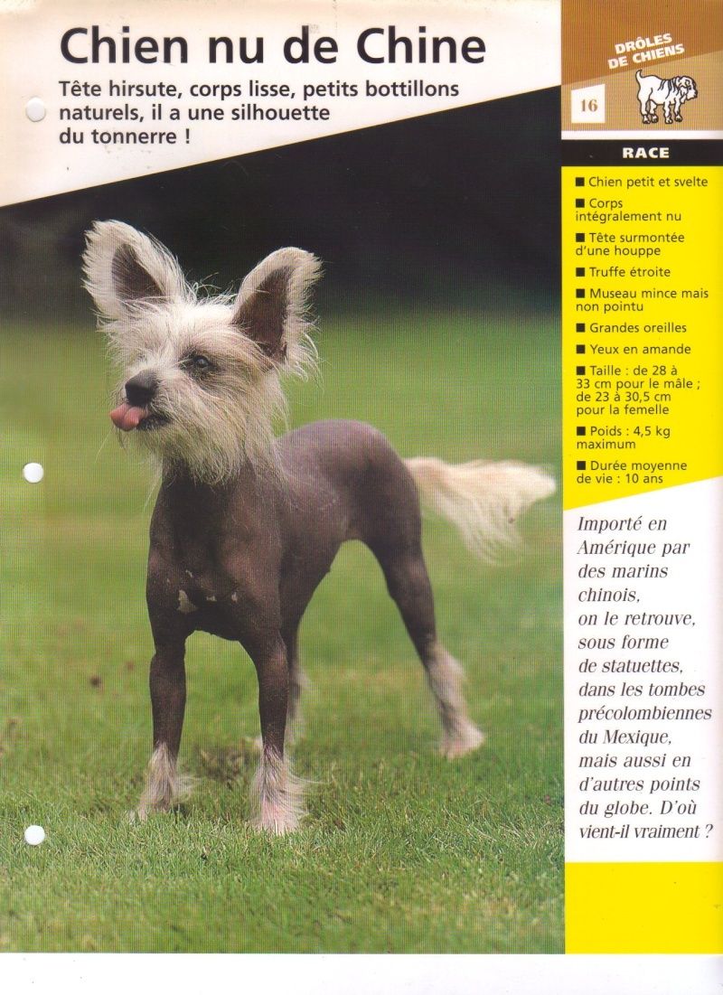 Fiche sur la race du chien nu de chine - fiches sur les races de 