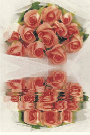 roses avec reflet 0110