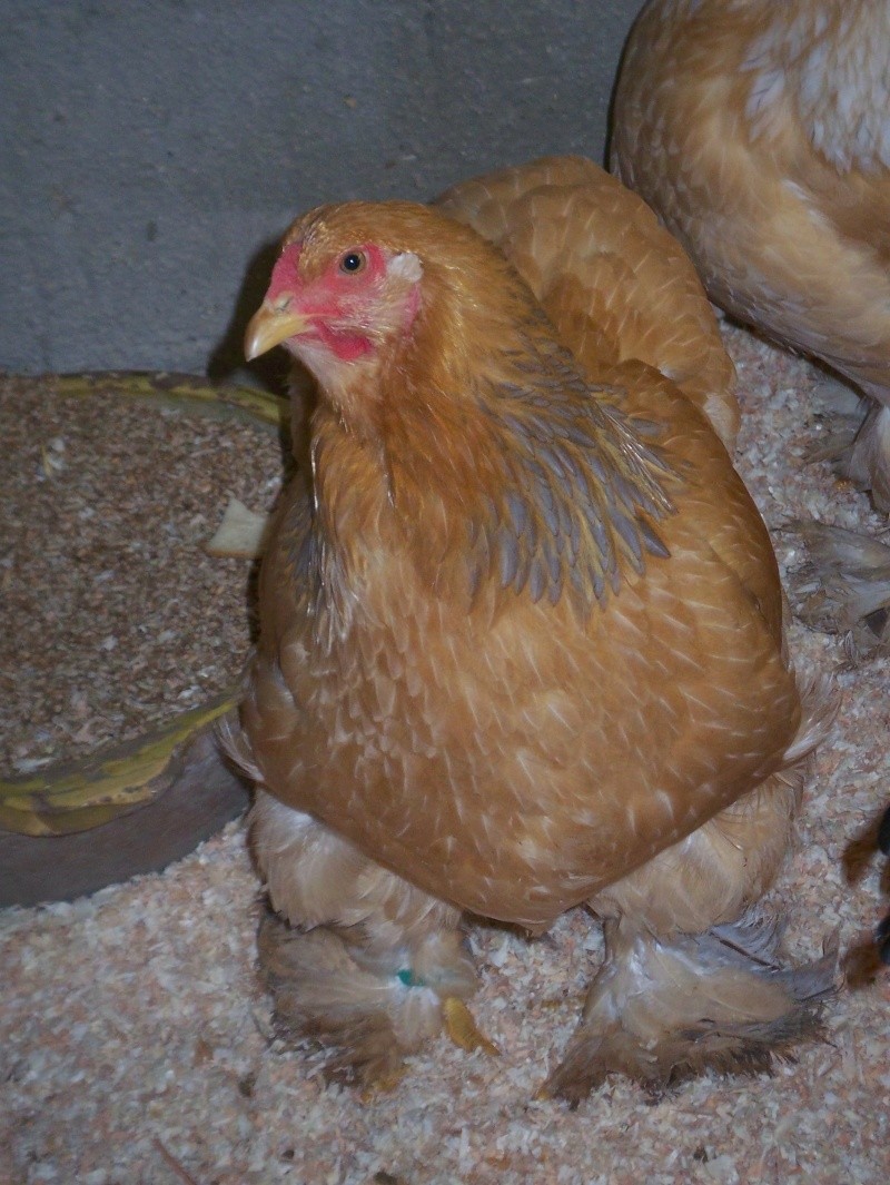 brahma colombia mon parquet 6 poules 1 coq Foto_f14