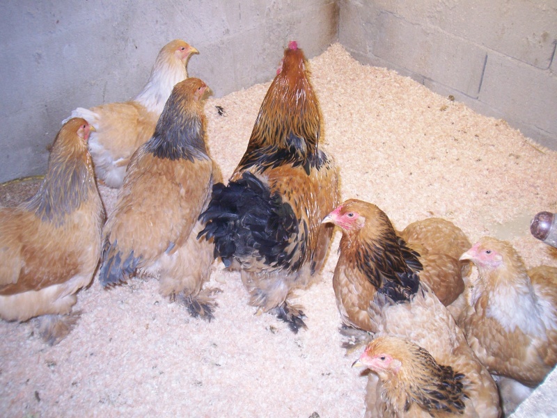 brahma colombia mon parquet 6 poules 1 coq Foto_f15