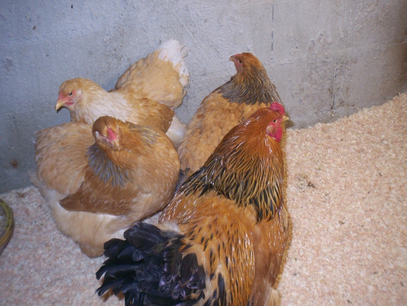 brahma colombia mon parquet 6 poules 1 coq Foto_f16