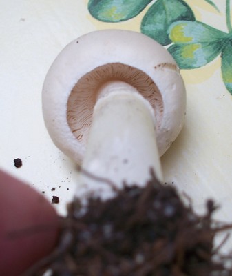 reconnaitre les champignons - Page 3 Champi10