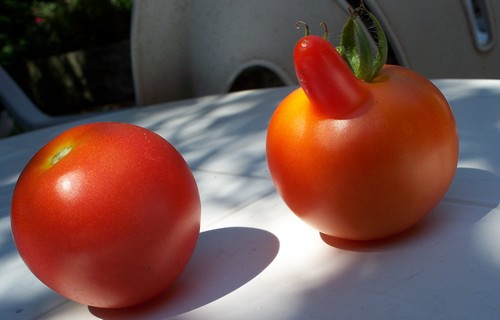 Légumes aux formes bizzares. Couple10