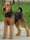 L'Airedale Terrier Aireda13