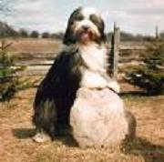 Le Bearded Collie Bearde11