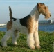 Le Fox Terrier Fox_te11