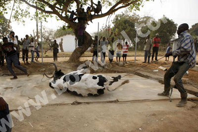 قصة حياة عجل من غانا 310