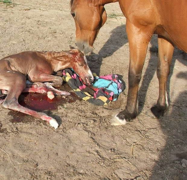 شاهدو تفاصيل ولادة الخيل 1610