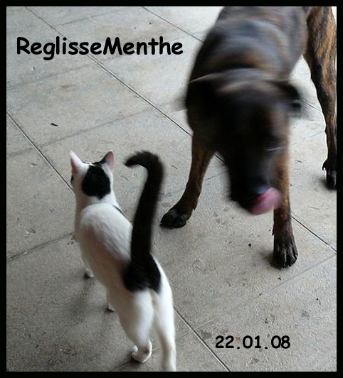 reglisse enfin adopt !! Reglis11