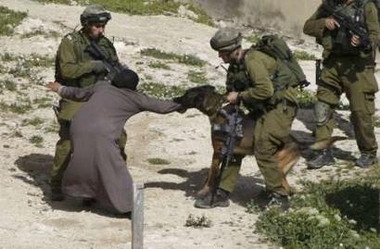 صور لمسلمة ينهشها كلب يهودي ويسكت عنها الآف العرب Ec1de410