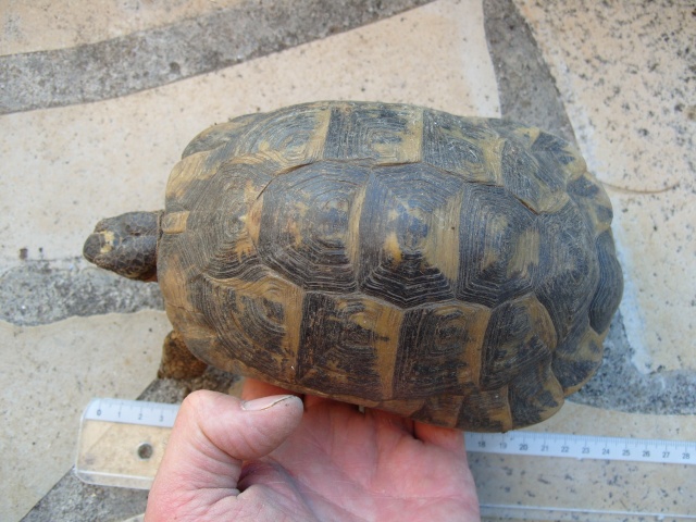 Tortue terrestre, à l'aide !! S1050211