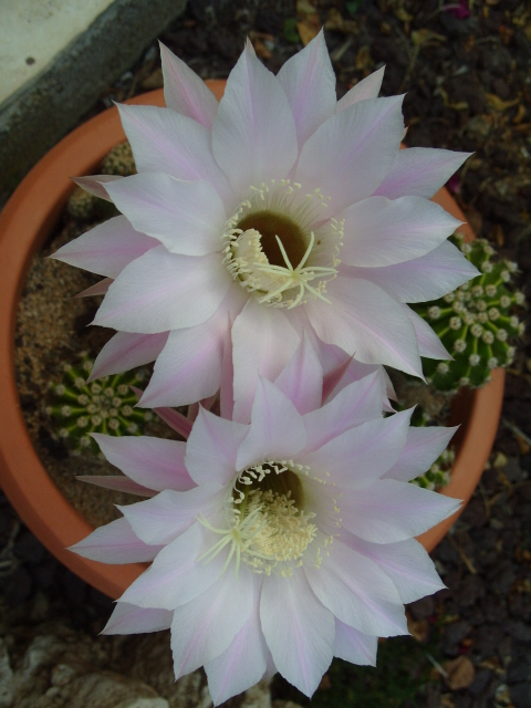 mes cactus en fleurs en 2011 - Page 6 S1051314