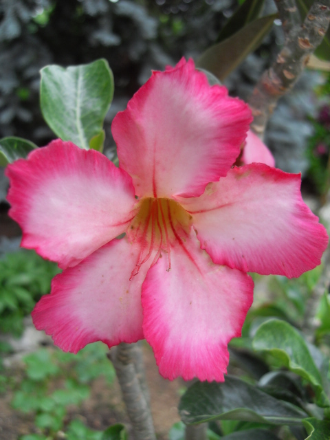 Sauvage sud africaine: Adenium obesum  - Page 2 Sdc11012