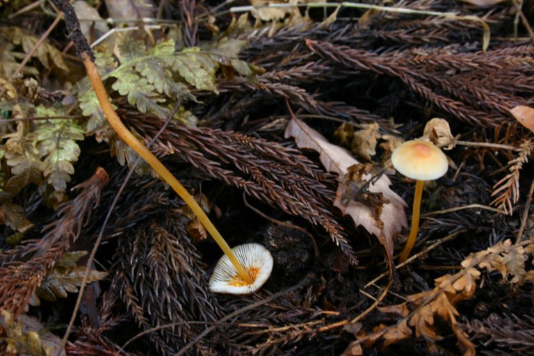 Cogumelos do Japão Mycena11