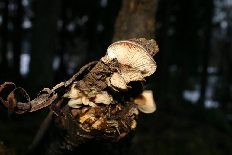 Cogumelos do Japão Panell11