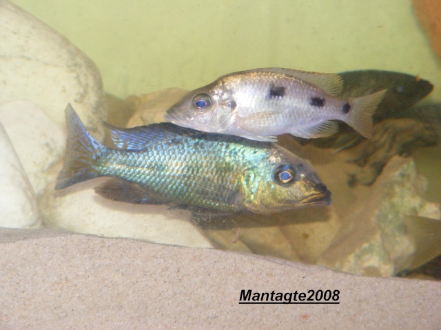 fossochromis rostratus photo Dscf1312