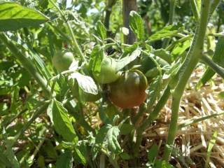 Fin juin au jardin Tomate10