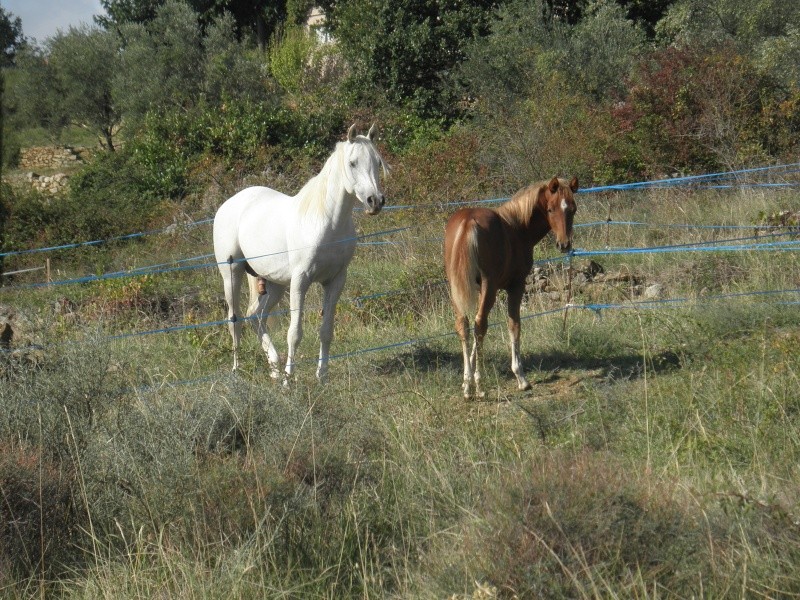 Ashqar par Pen'Esta arabe (par Esta Esplanan arabe) et Kali de Bayssac poney ( par Dilan II welsh) Pa030019