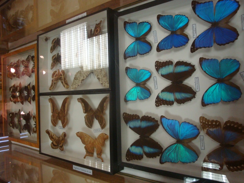 Papillons Insectes au musée Flora Gallica du 30/04au29/05/11 Dsc01618