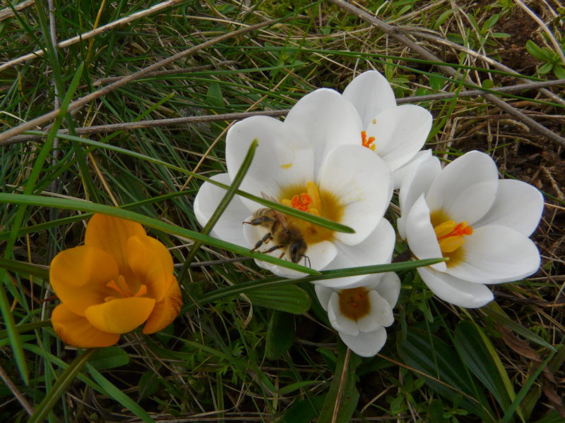 Abeille téméraire Abcroc13