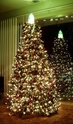 شجرة  عيد الميلاد 511