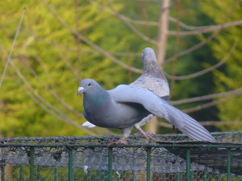 Mes premières photos avec mon FZ-50 Pigeon11