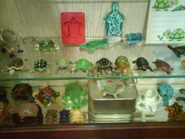 Collection de tortues ! Dsc04810