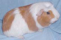 CRESTED Cavy Wrobby10