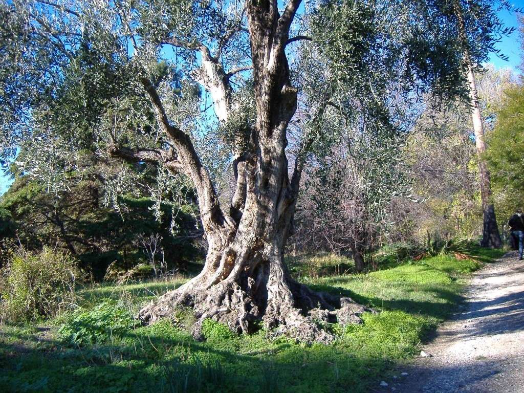 Un Albero Curioso... 4432210