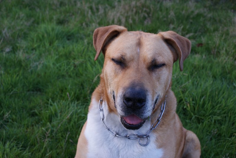 BRUTUS x Dogue de Bordeaux 8 ans dont 7 de refuge SHPA LE HAVRE (76) - Page 4 Tuss10