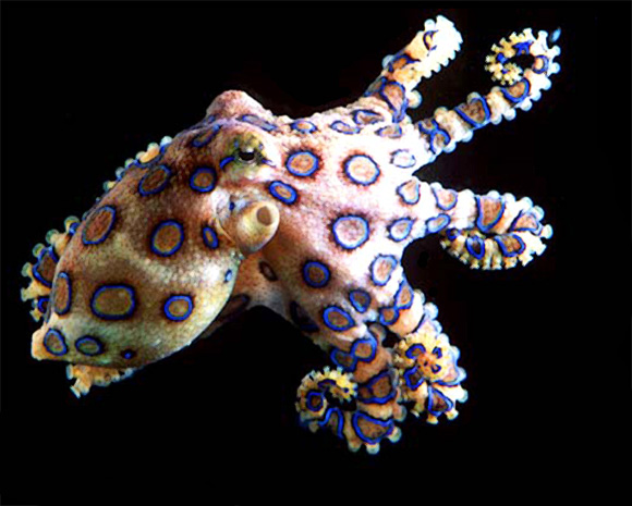 الأخطبوط ذو الحلقة الزرقاء Blue-Ringed Octopus Blue_r10