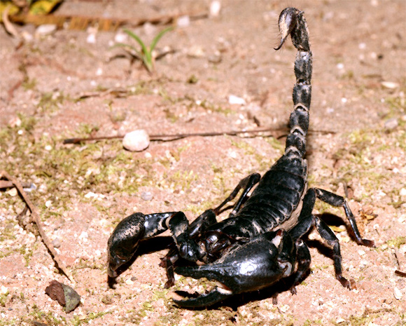 العقرب المميت Death Stalker Scorpion Death_10
