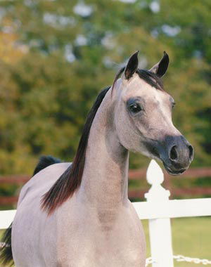 بعض الصور للخيل العربي الاصيل Hb-bes10