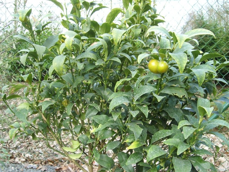 Nouveaux agrumes (Fortunella japonica et margarita) Sl273411