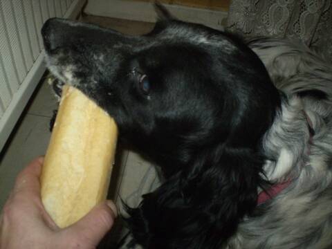 le chien et le pain