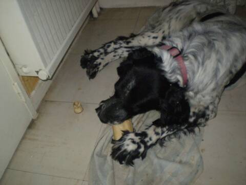 le chien et le pain