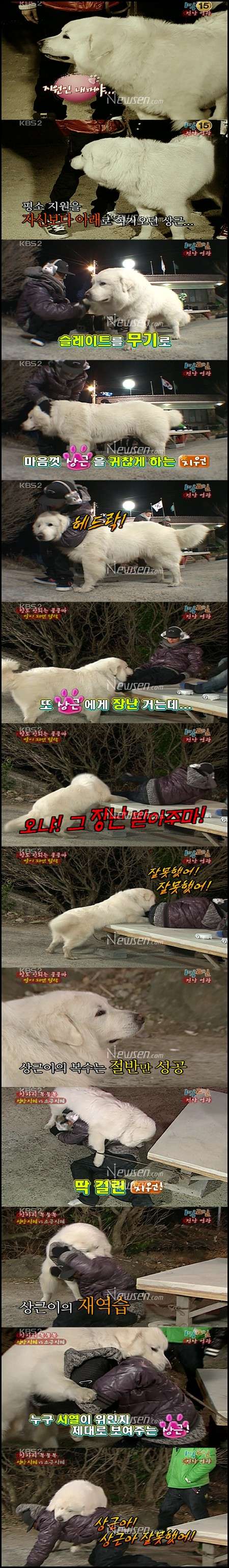 Singer Eun Ji Won, mauled by dog? Dog10